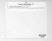 Uromyces appendiculatus image